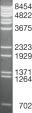 Стандарт ДНК Lambda x BstE II, DNA Standard Lambda x BstE II, 2 x 50 мкг