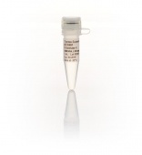 Протеиназа К, рекомбинантная, PCR-grade, 20 мг/мл, 1 мл