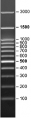 ДНК-маркер SERVA FastLoad DNA Ladder 100 п.н., 500 мкл
