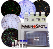 Наборы реагентов ImmunoSpot® Kits для ELISPOT и FLUOROSPOT