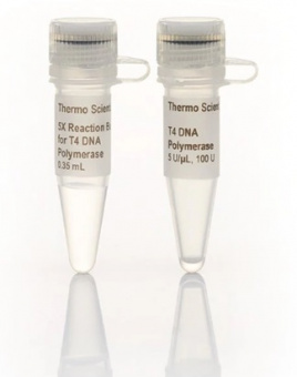 ДНК-полимераза Т4 (5 Ед / мкл), 1 х 500 единиц